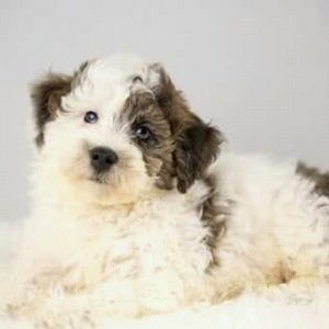 Meet your Posher, Krista